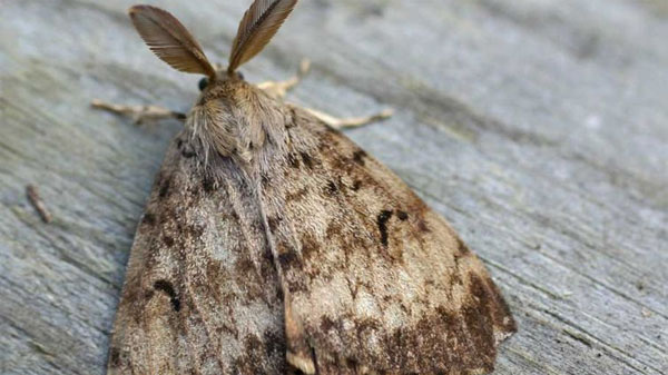 GYPSY MOTH TRAP