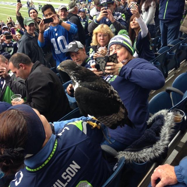 Seahawks' real-life hawk mascot, Taima, flies into the stands and