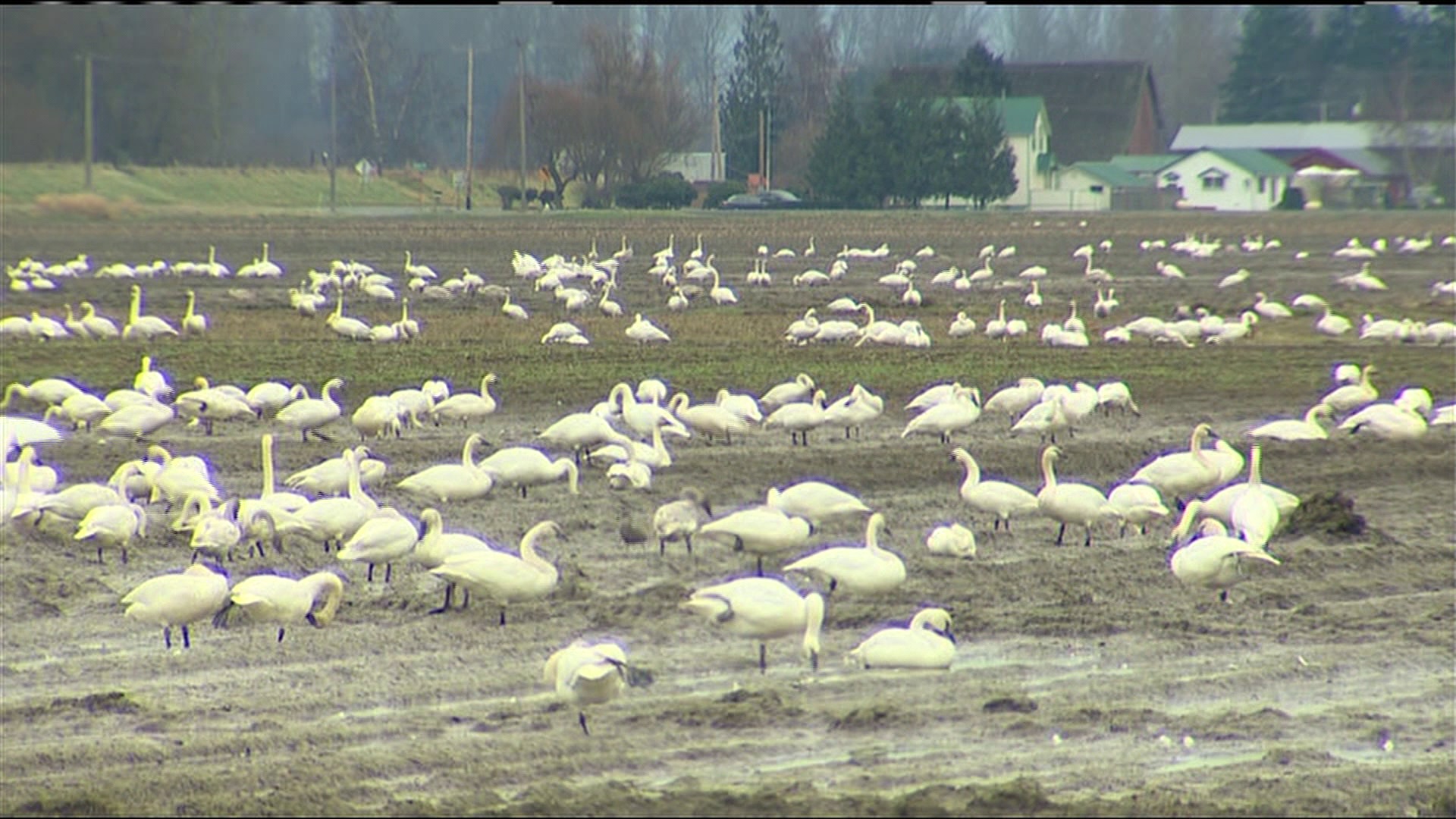 Avian Flu flies into Washington State