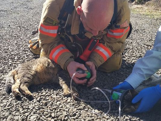 Firefighters Revive 2 Cats Found In Burning Ore. City Home | Krem.com