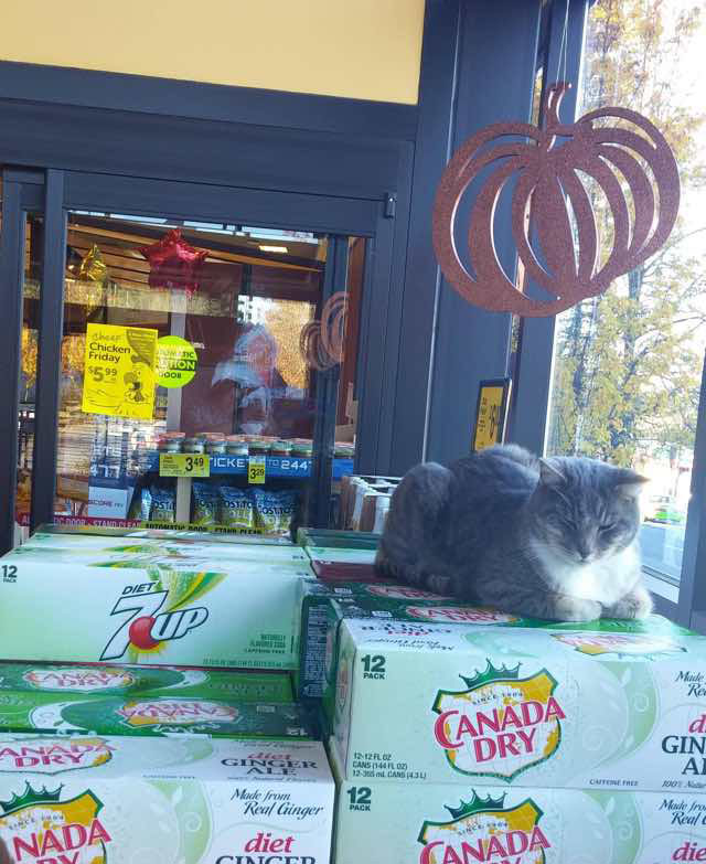 Safeway cat store