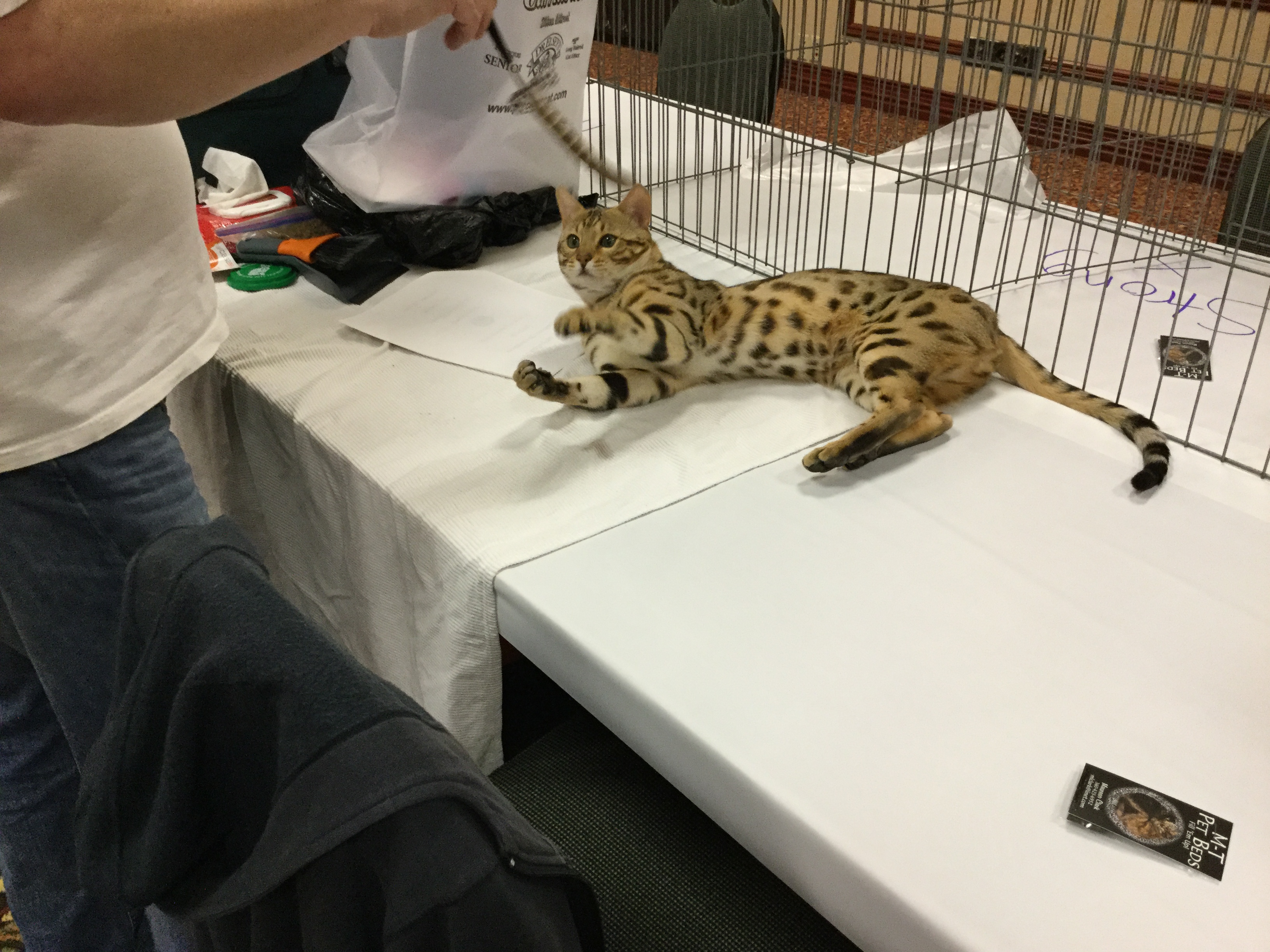 Cat lovers head to On Safari Spokane cat show