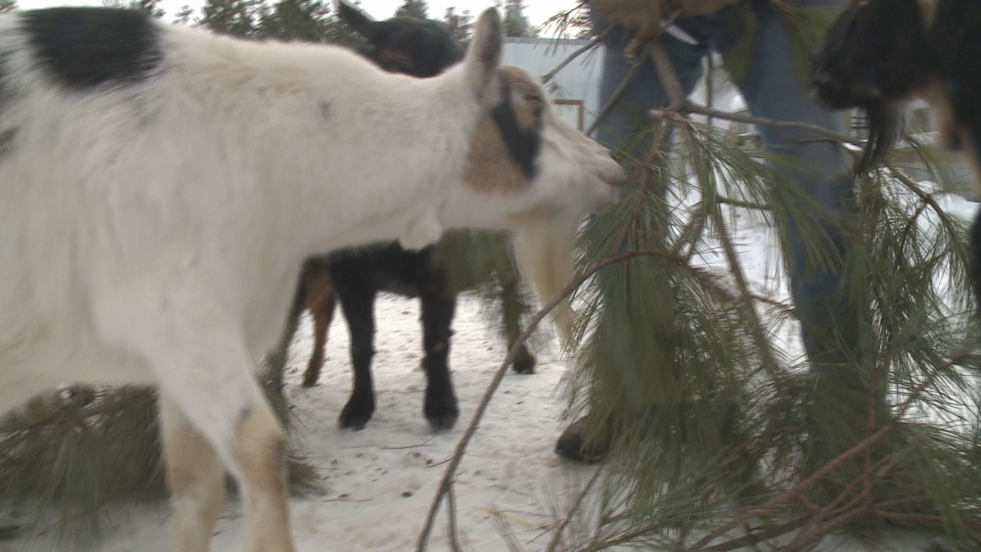 you can use goats to recycle your christmas tree krem com you can use goats to recycle your christmas tree krem com