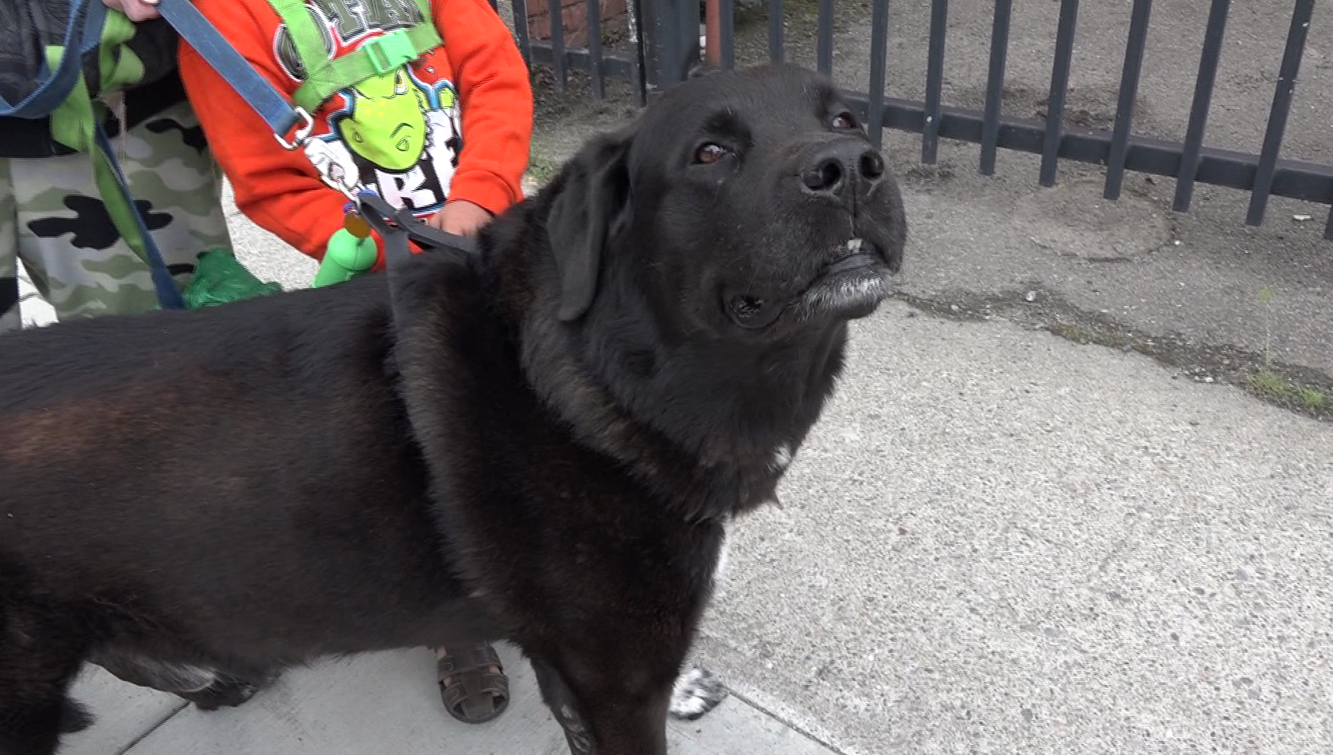 Animal Abuse Laws in Washington State: What You Need to Know