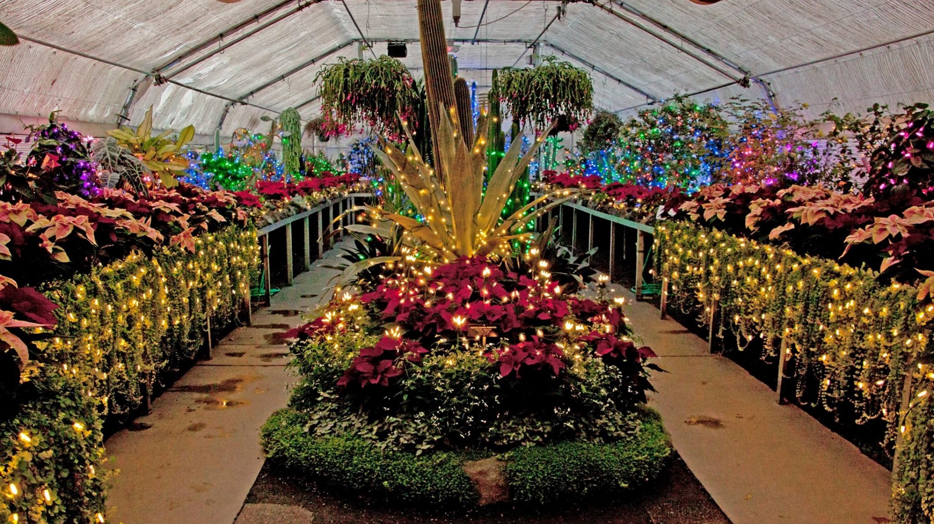 krem com lights return to gaiser conservatory at manito krem com lights return to gaiser conservatory at manito