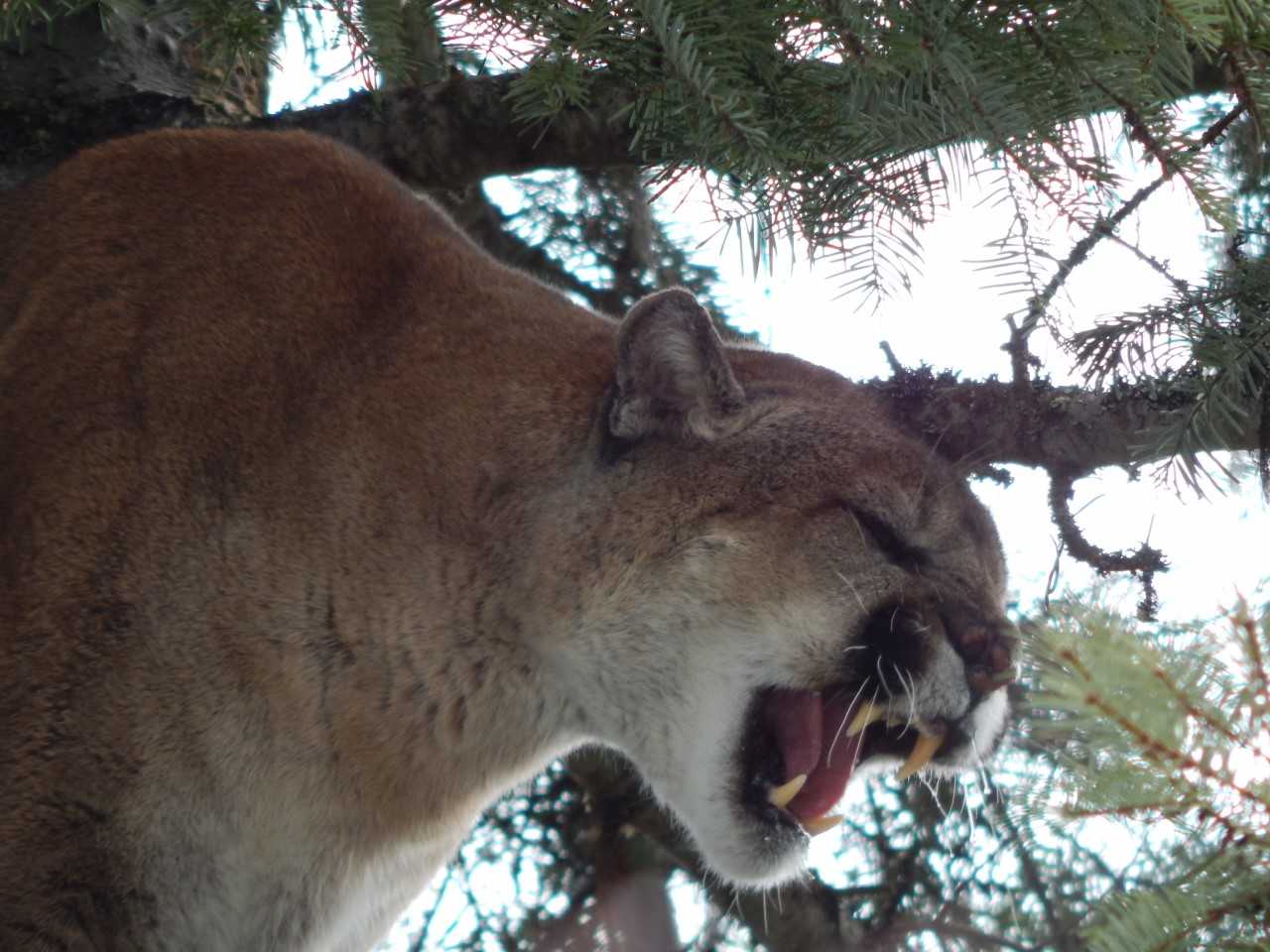Wdfw Tags Largest Cougar Ever In Wa 