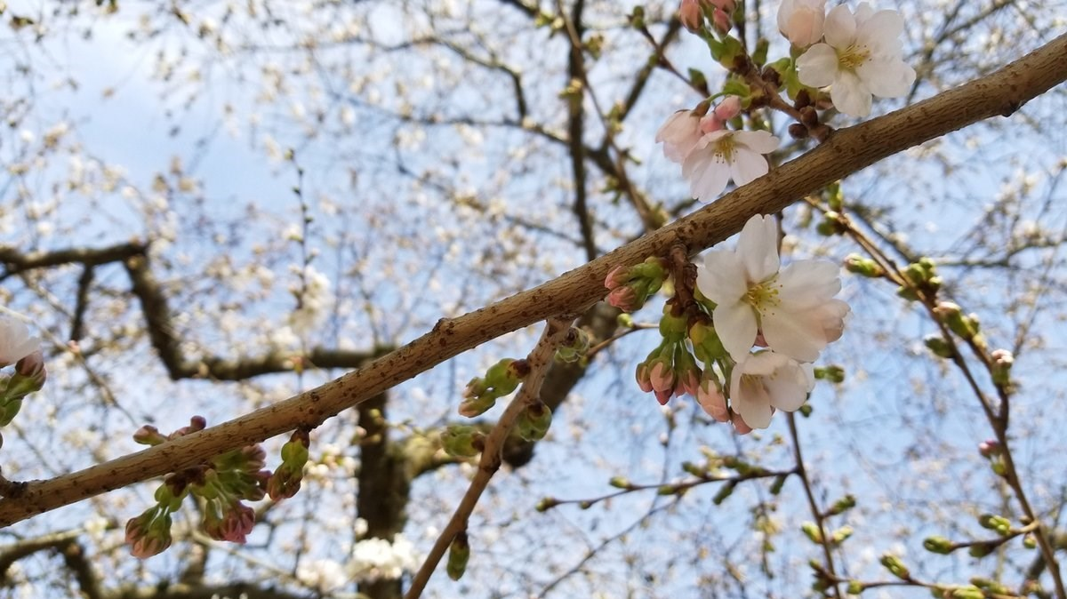 When UW cherry blossoms will reach peak bloom