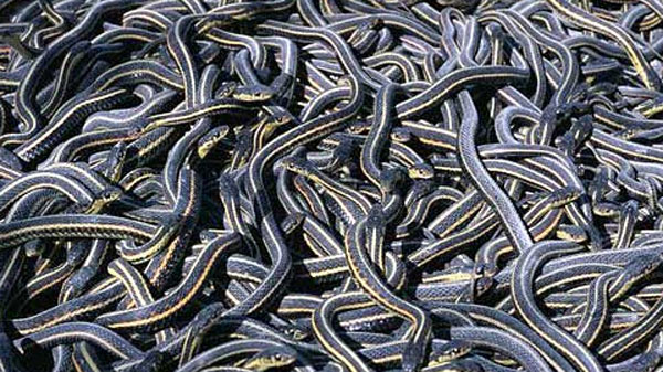 Hundreds of snakes infest Idaho home | krem.com