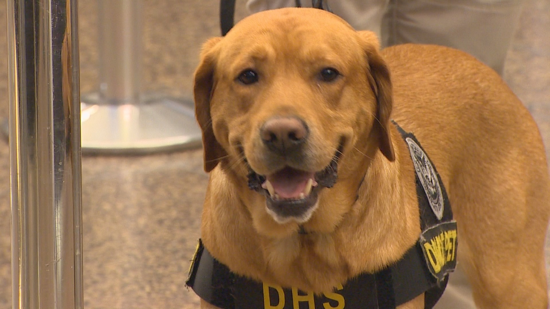 New bomb-sniffing dogs working Sea-Tac security | krem.com