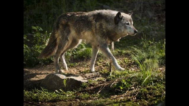 Idaho tallies 108 wolf packs across state | KREM.com