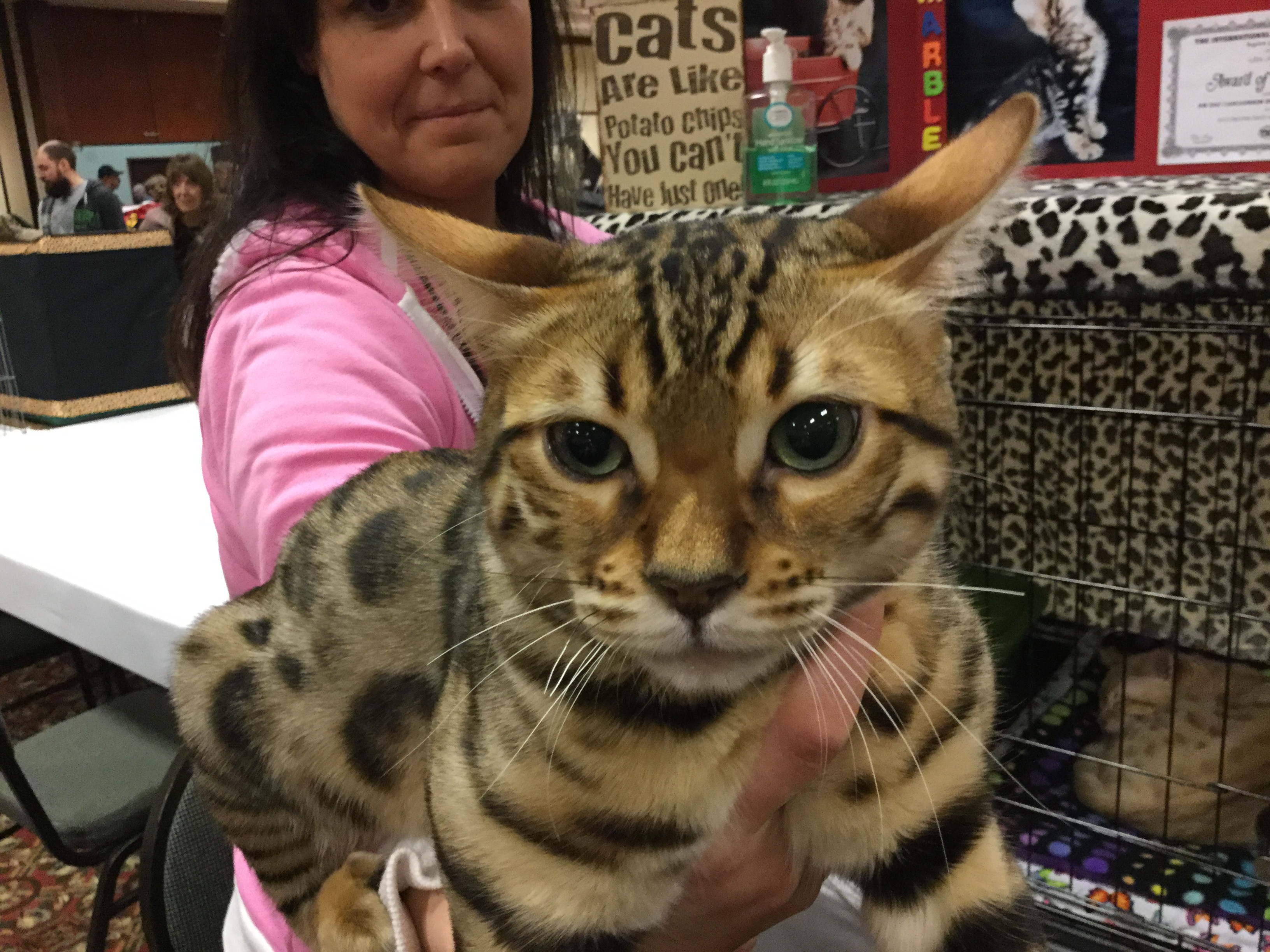 PHOTOS: Beautiful bengal cats at the On Safari cat show | krem.com