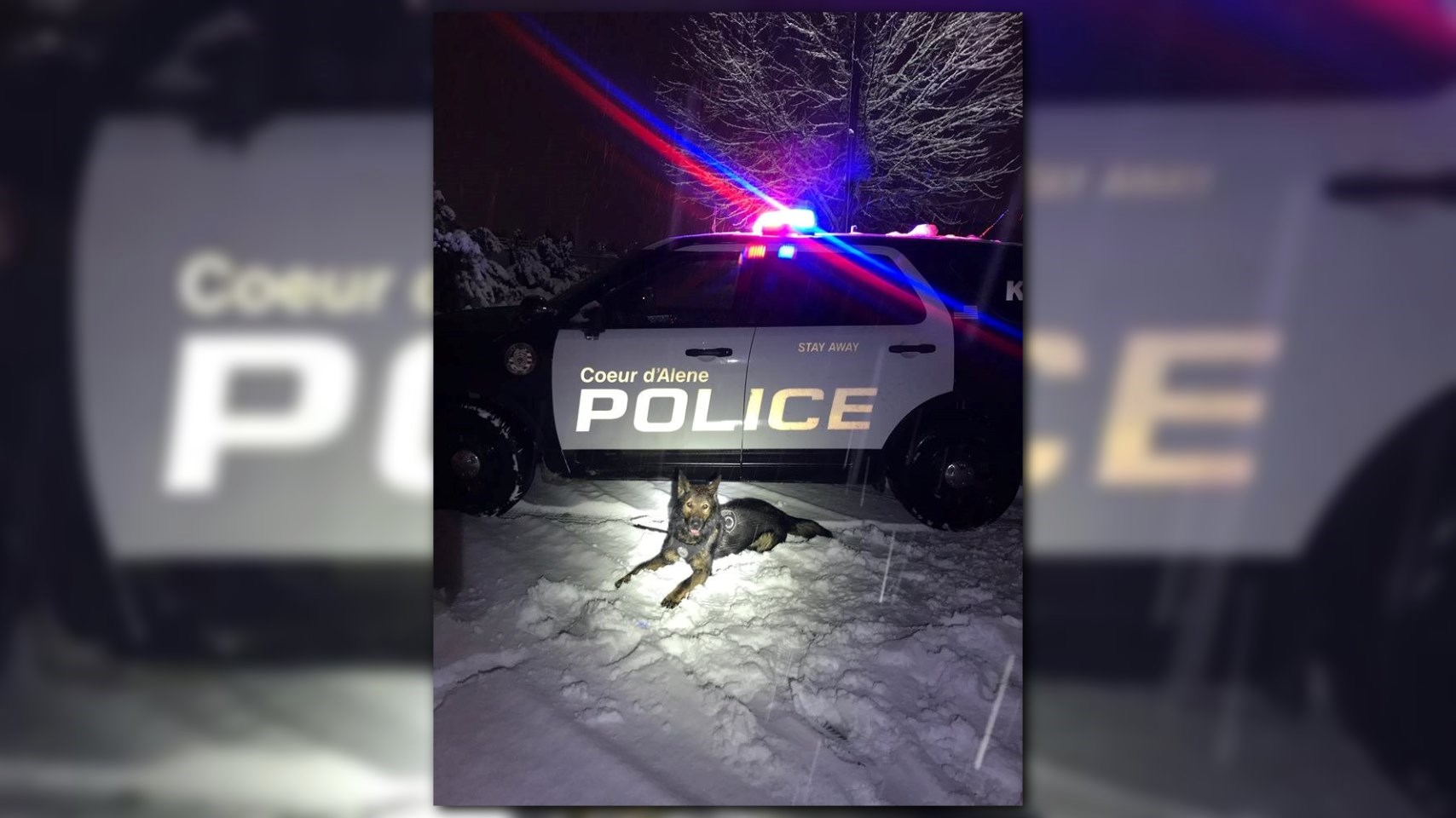 K-9 Halo nabs suspects in Coeur d'Alene home robbery | krem.com